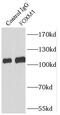 Forkhead Box M1 antibody, FNab03200, FineTest, Immunoprecipitation image 