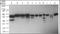 Ring Finger Protein 216 antibody, orb87975, Biorbyt, Western Blot image 
