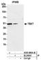 T antibody, A305-889A-M, Bethyl Labs, Immunoprecipitation image 