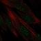 Disrupted In Renal Carcinoma 1 antibody, HPA068508, Atlas Antibodies, Immunocytochemistry image 