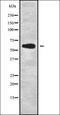 TXK Tyrosine Kinase antibody, orb336330, Biorbyt, Western Blot image 