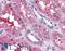 S1P3 antibody, LS-A1752, Lifespan Biosciences, Immunohistochemistry paraffin image 