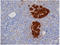 Insulin antibody, AM05475PU-N, Origene, Immunohistochemistry paraffin image 
