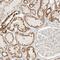Mitochondrial Intermediate Peptidase antibody, HPA031670, Atlas Antibodies, Immunohistochemistry paraffin image 