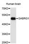 Gamma-Aminobutyric Acid Type A Receptor Gamma1 Subunit antibody, STJ23733, St John