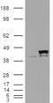 Cyclophilin D antibody, EB07886, Everest Biotech, Western Blot image 