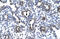 Forkhead Box A3 antibody, ARP31945_P050, Aviva Systems Biology, Immunohistochemistry frozen image 