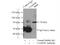 Innate Immunity Activator antibody, 21506-1-AP, Proteintech Group, Immunoprecipitation image 