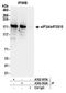 Centrosomin antibody, A302-003A, Bethyl Labs, Immunoprecipitation image 