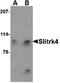 SLIT and NTRK-like protein 4 antibody, PA5-20476, Invitrogen Antibodies, Western Blot image 
