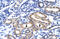 Meis Homeobox 2 antibody, ARP34684_T100, Aviva Systems Biology, Immunohistochemistry frozen image 