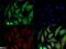 GAPDH antibody, NBP2-27103, Novus Biologicals, Immunofluorescence image 