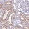 GLI Family Zinc Finger 4 antibody, PA5-54703, Invitrogen Antibodies, Immunohistochemistry frozen image 