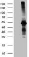 Aminomethyltransferase antibody, TA807784S, Origene, Western Blot image 