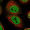 Centrosomal Protein 128 antibody, NBP1-89898, Novus Biologicals, Immunofluorescence image 