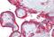 Klotho antibody, MBS246805, MyBioSource, Immunohistochemistry paraffin image 