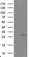 Proteasome Subunit Alpha 6 antibody, LS-C336921, Lifespan Biosciences, Western Blot image 