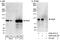 UBE3A antibody, A300-352A, Bethyl Labs, Immunoprecipitation image 