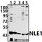 Notchless Homolog 1 antibody, A09529Y333, Boster Biological Technology, Western Blot image 