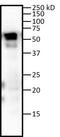 Zinc Finger Protein 207 antibody, PA5-35144, Invitrogen Antibodies, Western Blot image 