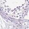 Endoplasmic Reticulum Protein 27 antibody, PA5-62700, Invitrogen Antibodies, Immunohistochemistry frozen image 