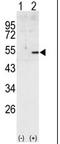 Cyclin A2 antibody, AP14029PU-N, Origene, Western Blot image 