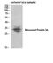 Ribosomal Protein S6 antibody, STJ95503, St John