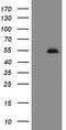 PHD Finger Protein 7 antibody, M13454, Boster Biological Technology, Western Blot image 