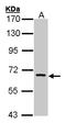 FA Complementation Group C antibody, LS-B4086, Lifespan Biosciences, Western Blot image 