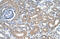 Solute carrier family 12 member 1 antibody, ARP41388_P050, Aviva Systems Biology, Immunohistochemistry frozen image 