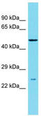 Sister chromatid cohesion protein DCC1 antibody, TA335474, Origene, Western Blot image 