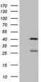 Neuroguidin antibody, TA808822S, Origene, Western Blot image 