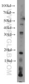 Ribosomal Protein S27a antibody, 14946-1-AP, Proteintech Group, Western Blot image 