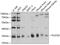 Phospholipid scramblase 3 antibody, 14-381, ProSci, Western Blot image 