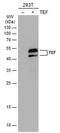 TEF Transcription Factor, PAR BZIP Family Member antibody, PA5-78195, Invitrogen Antibodies, Western Blot image 