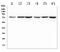 Solute Carrier Family 5 Member 2 antibody, A03748-1, Boster Biological Technology, Western Blot image 