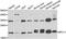 Ribosomal Protein L11 antibody, abx004901, Abbexa, Western Blot image 