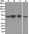 Angiotensin II type-1 receptor antibody, GTX63229, GeneTex, Western Blot image 