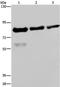 FAST Kinase Domains 2 antibody, PA5-50414, Invitrogen Antibodies, Western Blot image 