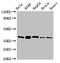 Ribosome Binding Factor A antibody, LS-C679295, Lifespan Biosciences, Western Blot image 