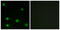 RNA Binding Motif Protein 6 antibody, GTX87044, GeneTex, Immunofluorescence image 