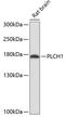 Phospholipase C Eta 1 antibody, A10022, Boster Biological Technology, Western Blot image 