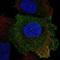 Placenta Associated 8 antibody, HPA077912, Atlas Antibodies, Immunocytochemistry image 