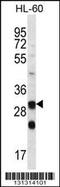 Carbonic anhydrase VI antibody, 56-574, ProSci, Western Blot image 