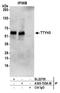 Tweety Family Member 3 antibody, A305-705A-M, Bethyl Labs, Immunoprecipitation image 