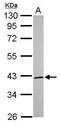 E3 ubiquitin-protein ligase NRDP1 antibody, GTX115366, GeneTex, Western Blot image 