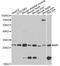 AQP0 antibody, A2886, ABclonal Technology, Western Blot image 