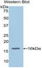 Retinol Binding Protein 3 antibody, LS-C297911, Lifespan Biosciences, Western Blot image 