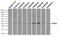 Replication Protein A2 antibody, LS-C114840, Lifespan Biosciences, Flow Cytometry image 