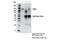Poly(ADP-Ribose) Glycohydrolase antibody, 24489S, Cell Signaling Technology, Immunoprecipitation image 